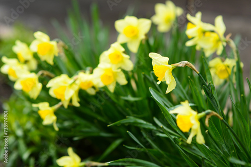 Fototapeta Naklejka Na Ścianę i Meble -  Yellow daffodils in garden , selective focus, spring flowers