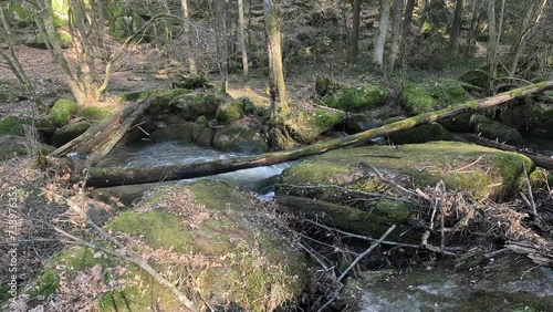 stream in the forest