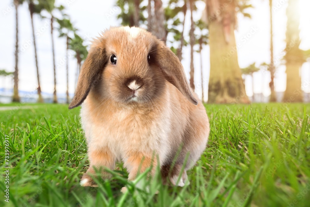 healthy Lovely cute bunny fluffy rabbit in grass healthy Lovely cute bunny fluffy rabbit in grass