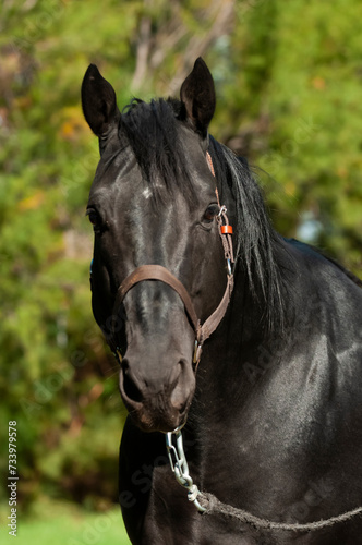 Black breeding horse  Portrait  La Pampa Province  Patagonia  Argentina.