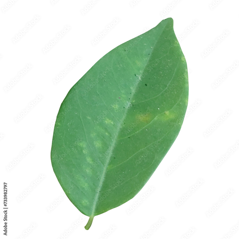 Obraz premium Green Leaf elements without background