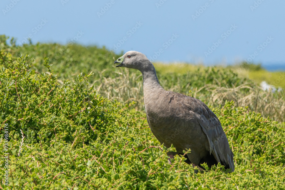 Fototapeta premium The Cape Barren goose (Cereopsis novaehollandiae) also known as a pig goose, is mostly terrestrial. ..