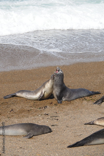 Valdes;
Peninsula Valdes;
animali marini;
leoni marini;
Patagonia: