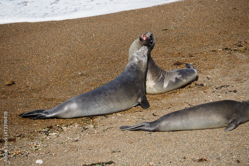 Valdes;
Peninsula Valdes;
animali marini;
leoni marini;
Patagonia: