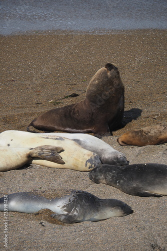 Valdes;
Peninsula Valdes;
animali marini;
leoni marini;
Patagonia: