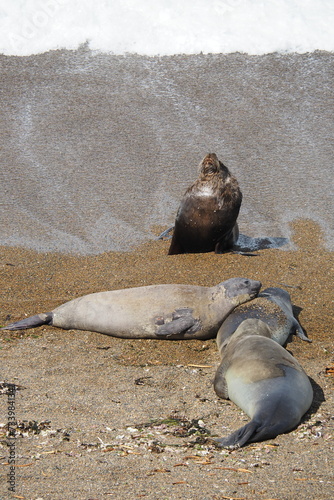 Valdes;
Peninsula Valdes;
animali marini;
leoni marini;
Patagonia: