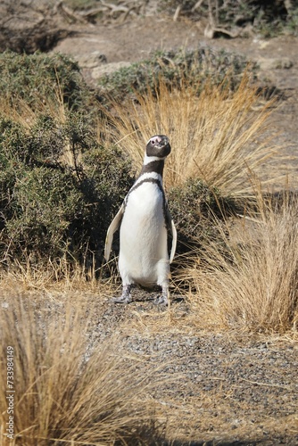 Valdes;
Peninsula Valdes;
animali marini;
pinguini;
pinguino magellano;
Patagonia: