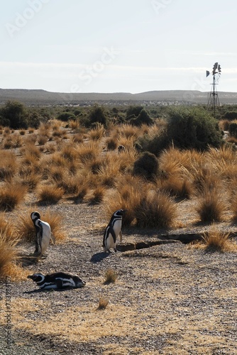 Valdes;
Peninsula Valdes;
animali marini;
pinguini;
pinguino magellano;
Patagonia: photo