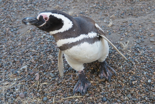 Valdes;
Peninsula Valdes;
animali marini;
pinguini;
pinguino magellano;
Patagonia: