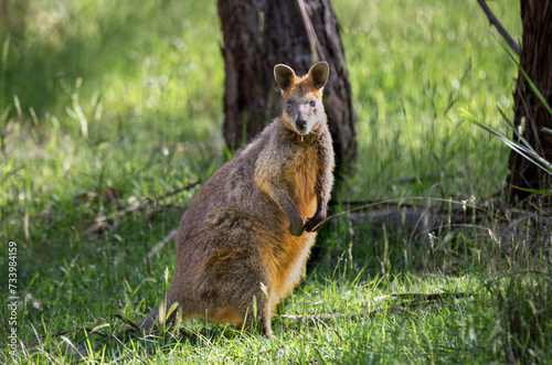 A shy swamp wallaby (Wallabia bicolor), also known as a black wallaby, keeps a wary eye out. The small marsupial, found in Australia, has distinctive colouring. photo