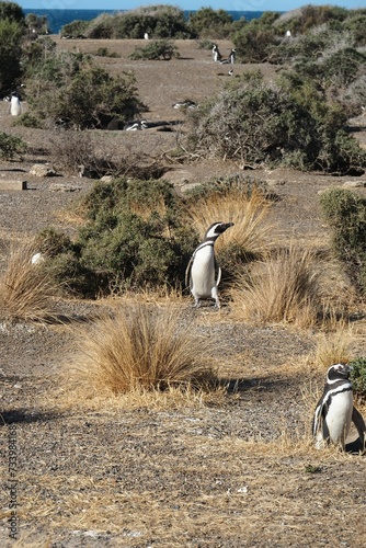 Valdes;
Peninsula Valdes;
animali marini;
pinguini;
pinguino magellano;
Patagonia: