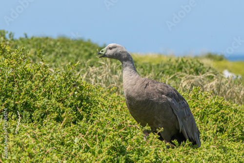 The Cape Barren goose (Cereopsis novaehollandiae) also known as a pig goose, is mostly terrestrial. .. photo