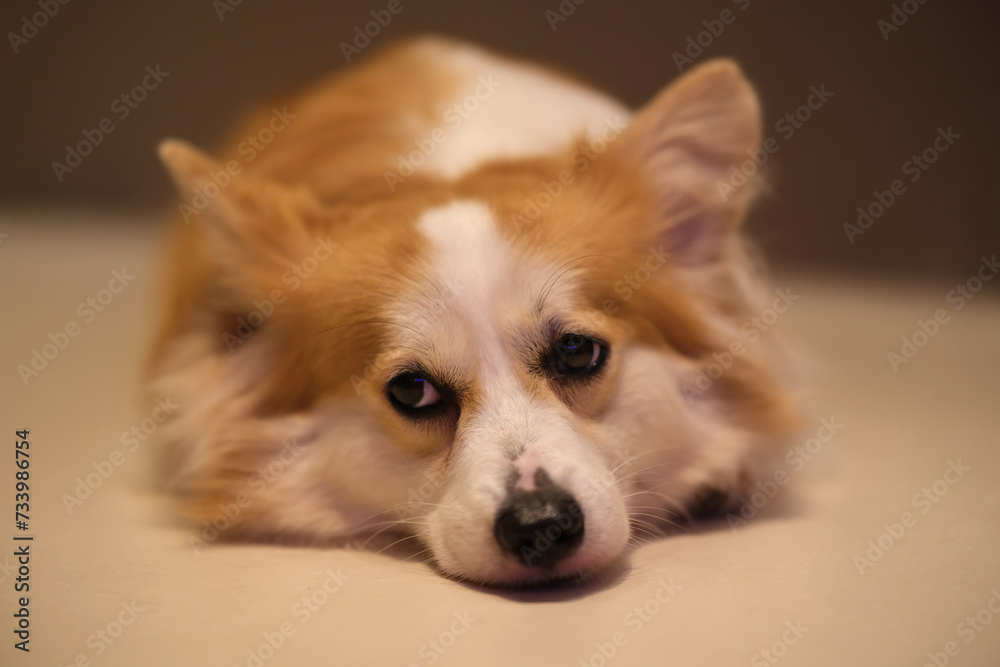 front of one cute corgi pet dog lying on the floor, looking away. Indoor at night
