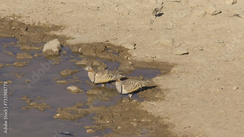 Males Black-bellied sandgrouse (Pterocles orientalis) drinking water from a spring in the desert photo