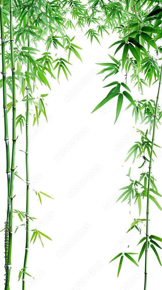 Fototapeta premium Bamboo and leaves on transparent background PNG