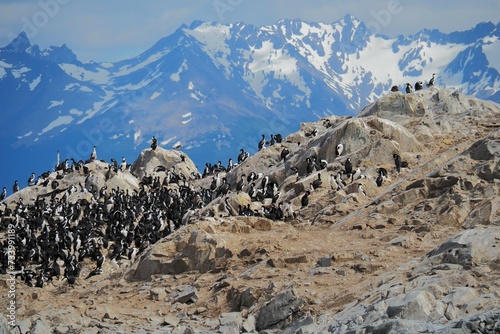Patagonia; panorami; natura; ushuaia; fine del mondo; animali marini;