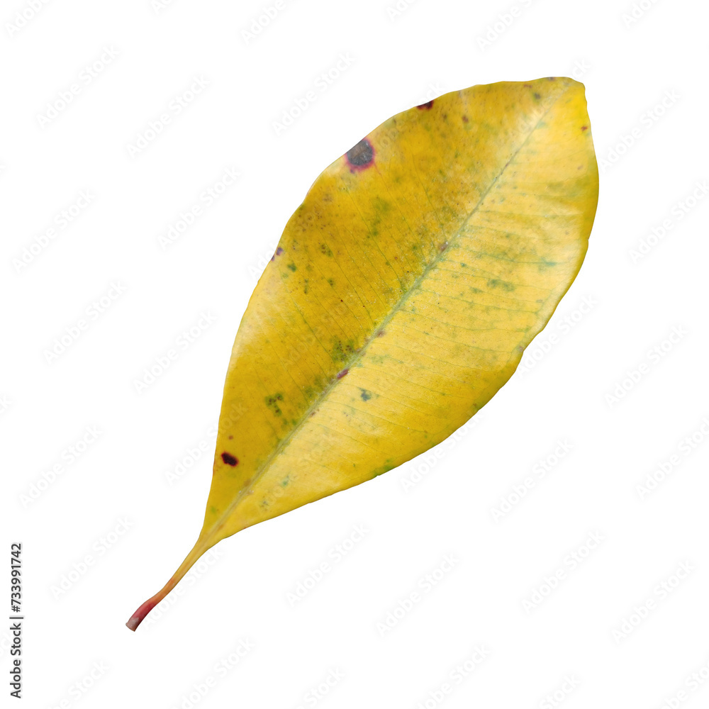 Old Leaf elements transparent background Old Leaf elements transparent background