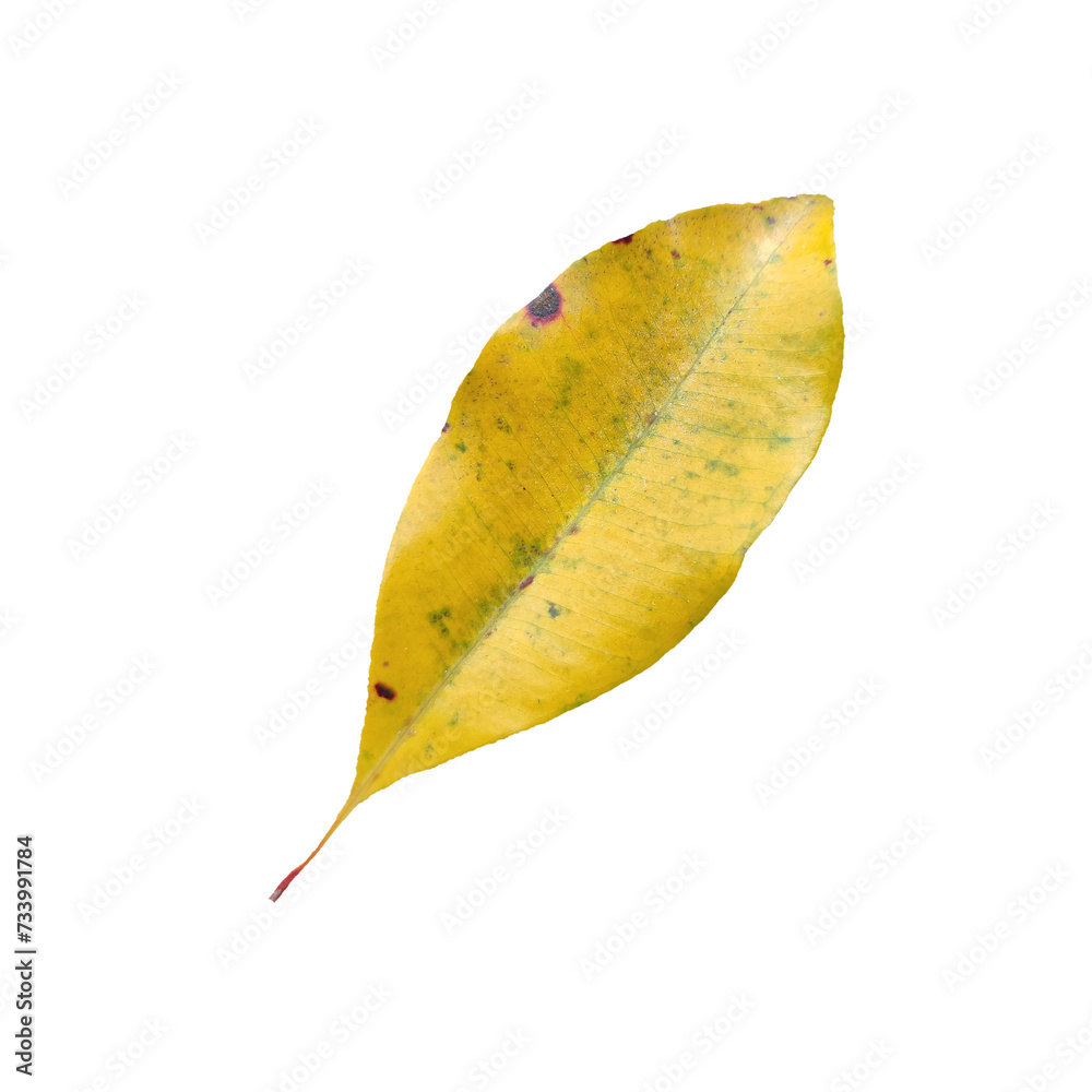 Naklejka premium Old Leaf elements transparent background