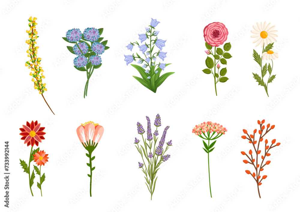 Blooming flowers set, plants with stems and leaves. Decorative floral design elements. Botanical vector illustration isolated on white background.
