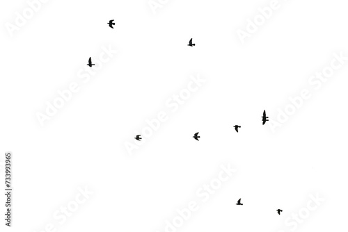 Flocks of flying pigeons isolated on white background. Save with clipping path. 