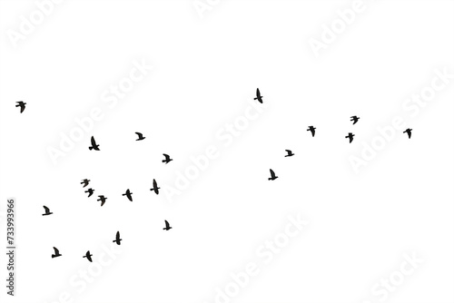 Flocks of flying pigeons isolated on white background. Save with clipping path.
 photo