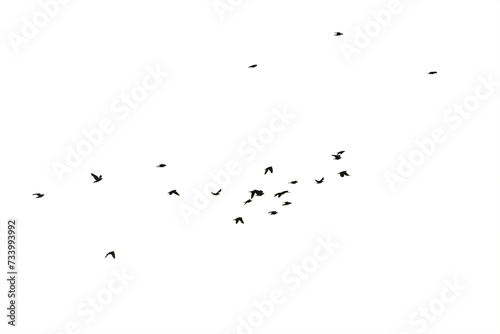 Flocks of flying pigeons isolated on white background. Save with clipping path.
