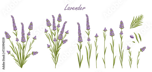 Lavender flowers set. French Provence floral herbs with purple blooms. Botanical vector illustration isolated on white background.