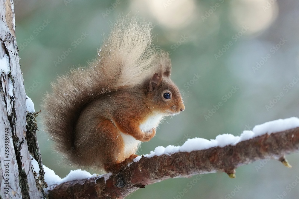 Fototapeta premium squirrel on a branch