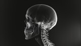 a skull X-ray the symmetry and structure of the cranium skeletal anatomy
