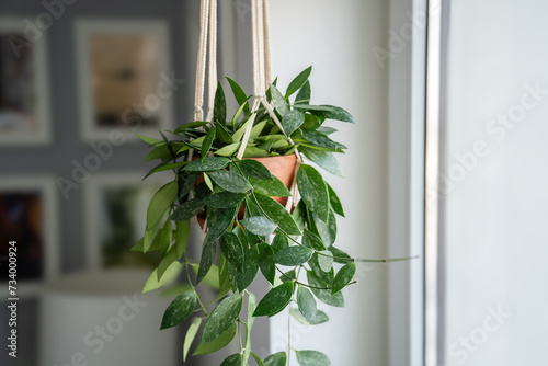 Plant Hoya gracilis in terracotta pot hanging from cotton macrame next to the window at home. Hoya in hanging pot. Green houseplant in handmade holders made of rope. photo