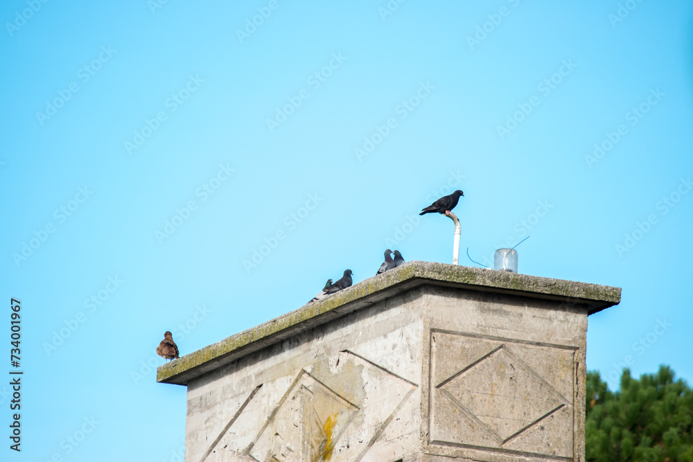 palomas posadas en lo alto de la chimenea de una casa palomas posadas en lo alto de la chimenea de una casa