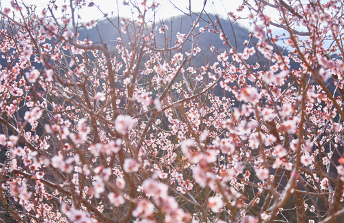 梅の花のある風景、湯河原梅林