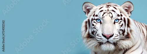White albino tiger with blue eyes on pastel background.Banner for design with copy space.
Generative AI
 photo