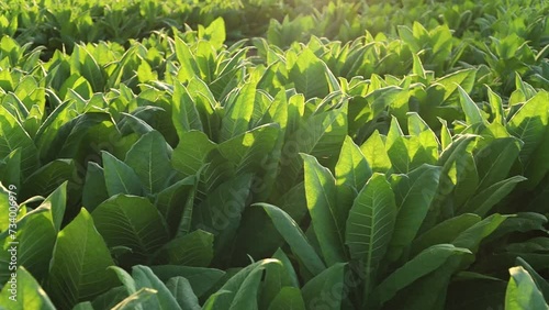 Rural tobacco plantation lush green field of tobacco leaves in the heart of the countryside, Tobacco agriculture in a country field, Tobacco leaf tree, cigarette product from tobacco.	