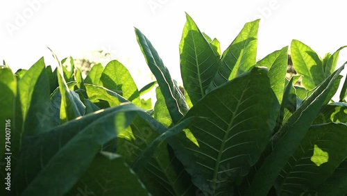 Rural tobacco plantation lush green field of tobacco leaves in the heart of the countryside, Tobacco agriculture in a country field, Tobacco leaf tree, cigarette product from tobacco.	