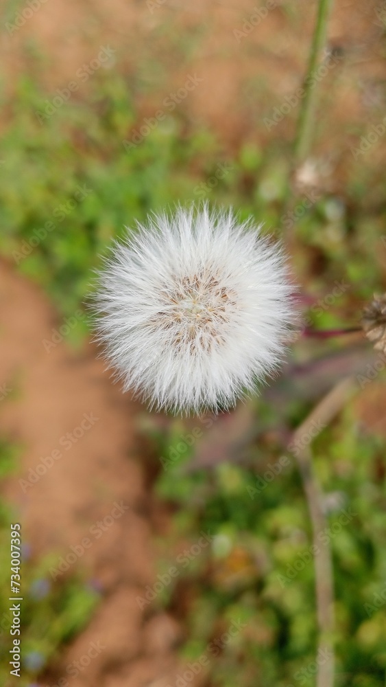 beautiful nature common groundsel just like virus model beautiful nature common groundsel just like virus model