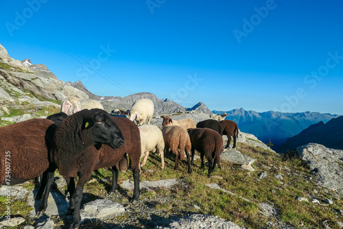 Herd of alpine sheep with panoramic view of majestic mountain peaks of High Tauern mountain range, Carinthia, Salzburg, Austria. Farming at Duisburger Huette in remote Austrian Alps at dawn. Hiking © Chris