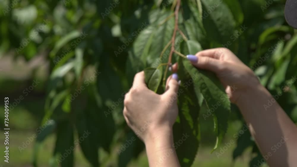 An agronomist checks the condition and quality of fruit trees and an orchard. An agronomist checks the condition and quality of fruit trees and an orchard.