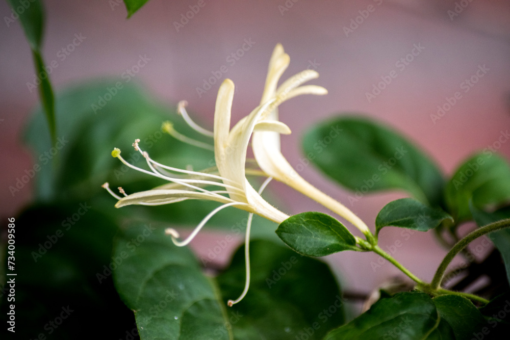 Obraz premium flores blancas de una Lonicera japonica