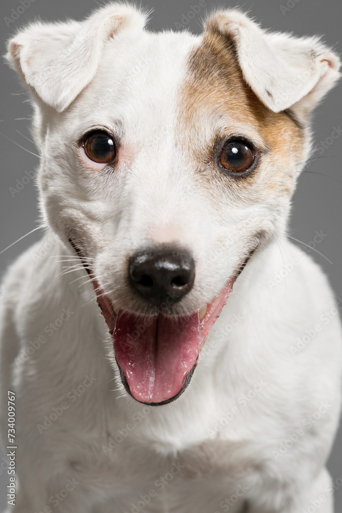 a jack russell terrier dog close up face portrait in the studio against a gray background