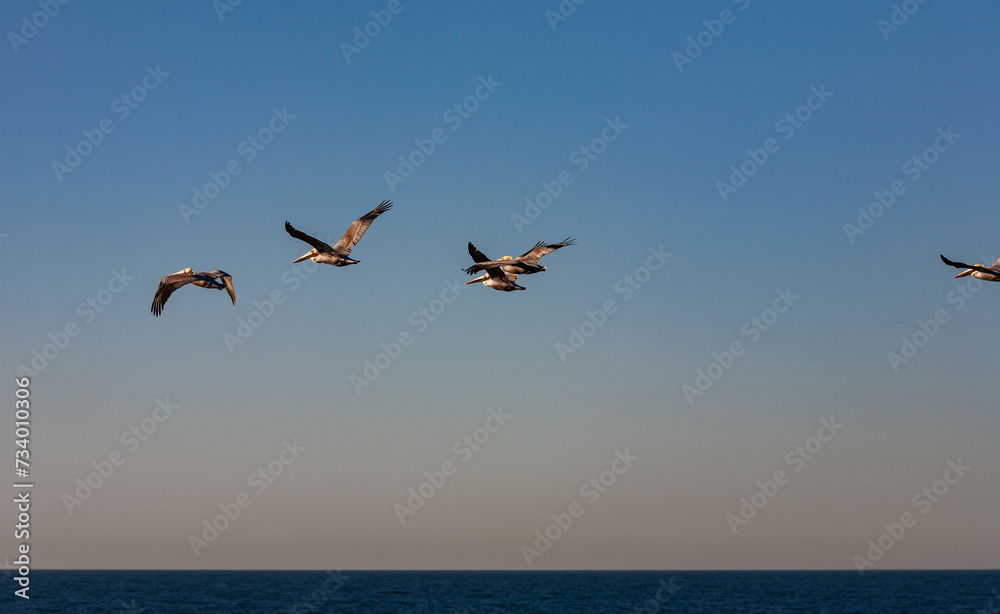 California Pelicans at Sunset in La Jolla, California