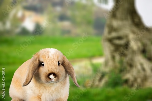 healthy Lovely cute bunny fluffy rabbit in grass