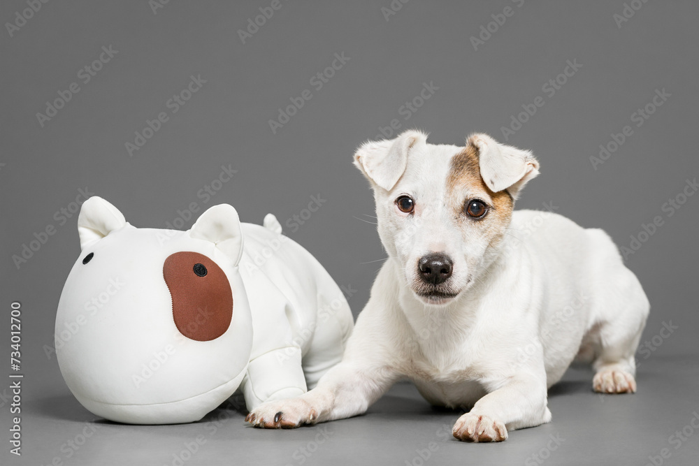 a jack russell terrier dog lying portrait in the studio against a gray background with a stuffed dog toy