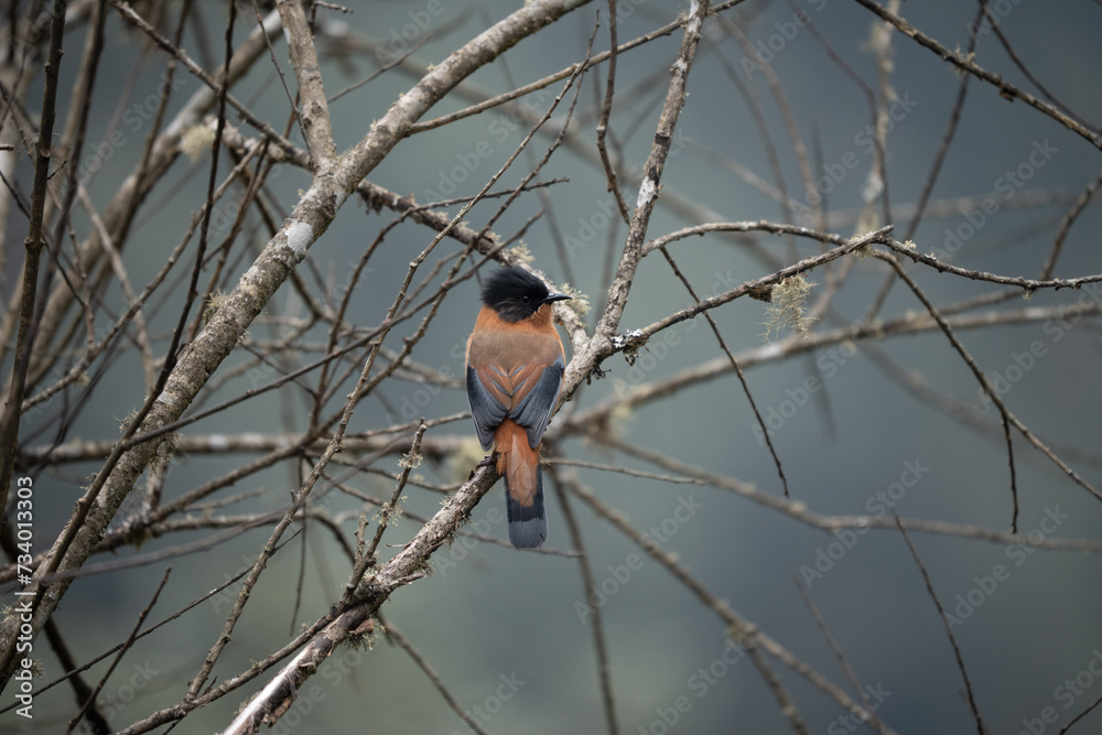 Rufous Sibia Perched in a Tree Rufous Sibia Perched in a Tree