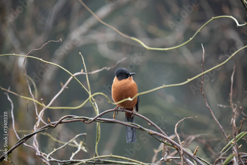 Rufous Sibia Perched in a Tree photo