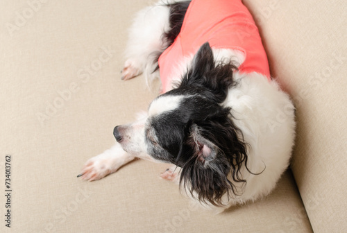 Female dog lying ready to sleep on the furniture, sofa, in the living room, sleeping peacefully. Light background, closed angle. plane from above. Flat lay.