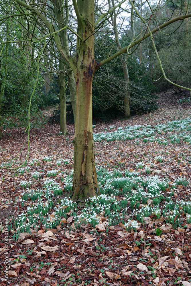 Snowdrops blooming among trees, Derbyshire England
Snowdrops blooming among trees, Derbyshire England