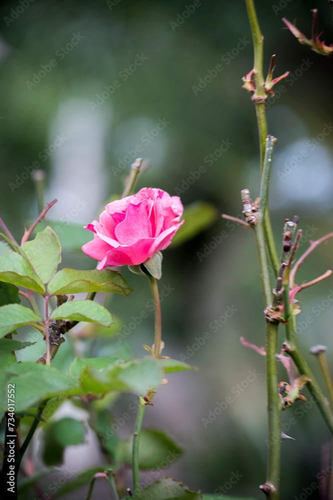 Primer plano de una rosa Primer plano de una rosa