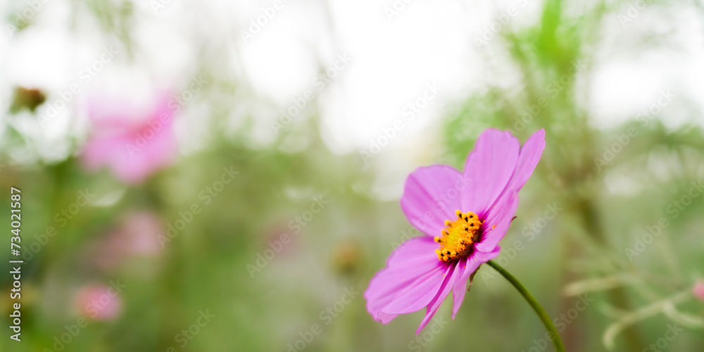 spring bokeh background