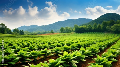 harvest tobacco farm © PikePicture